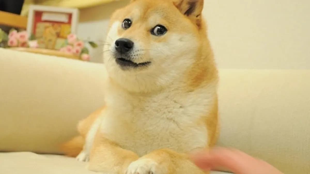 Doge meme.jpeg